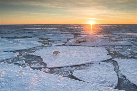 wwf arktis
